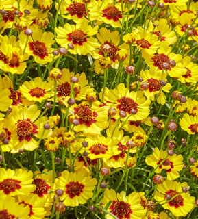 Coreopsis 'Twinklebells Sunrise'